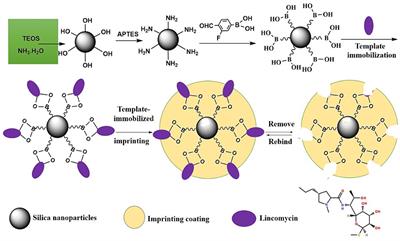High-capacity boronate affinity-based template-immobilized surface imprinted silica nanoparticles for rapid, selective, and efficient extraction and determination of lincomycin in milk and chicken